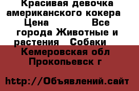 Красивая девочка американского кокера › Цена ­ 35 000 - Все города Животные и растения » Собаки   . Кемеровская обл.,Прокопьевск г.